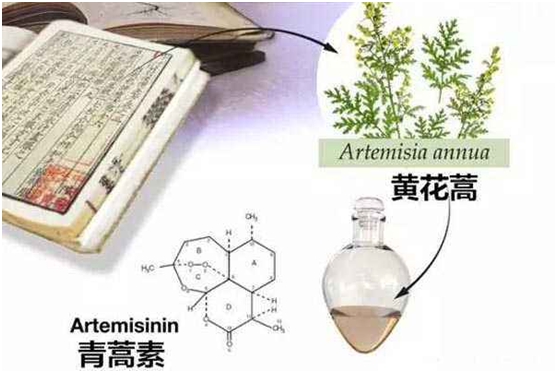 大发平台官方版下载：向中医药看齐，与世界共享中医药文化(图1)